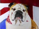 Les Bulldogs Anglais